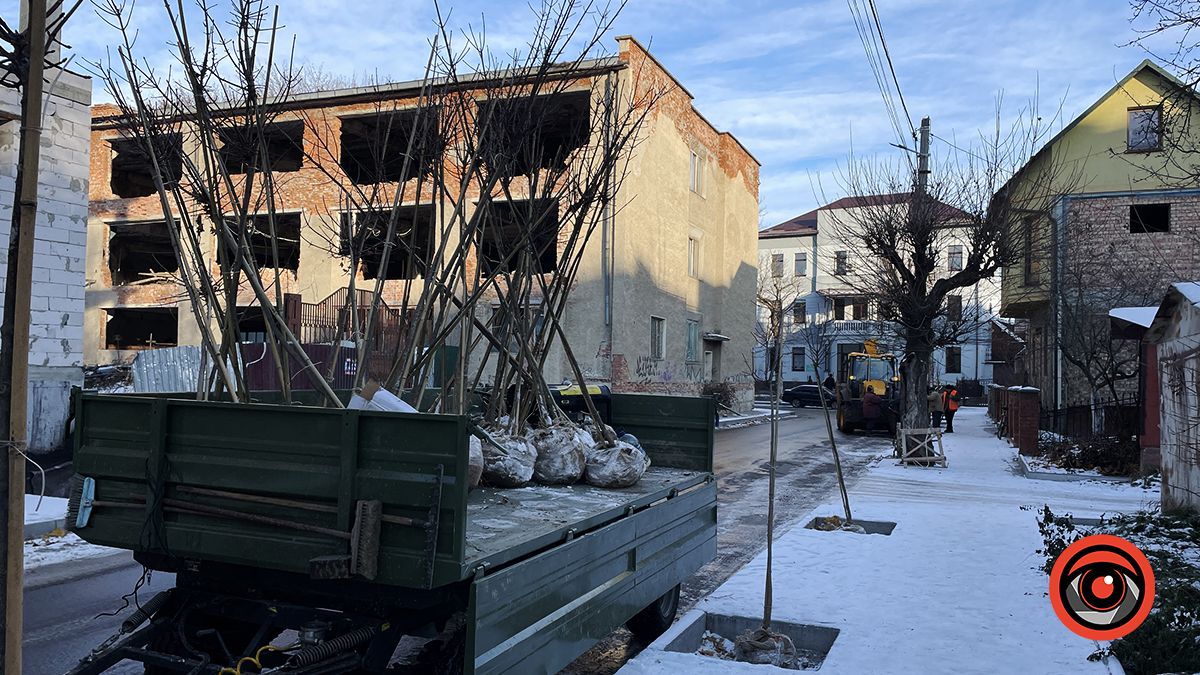 Комунальники висадили в мороз десятки саджанців на двох вулицях Коломиї 2