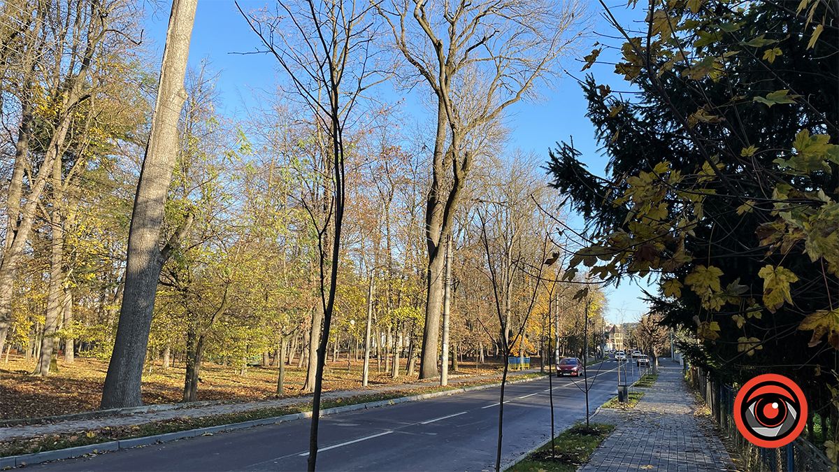 Комунальники висадили в мороз десятки саджанців на двох вулицях Коломиї 6