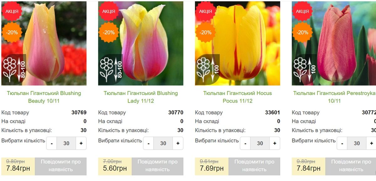 Тюльпани в рази вище ринкової ціни закупили коломийські озеленювачі 3