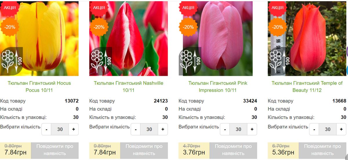 Тюльпани в рази вище ринкової ціни закупили коломийські озеленювачі 4