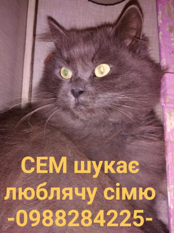 Чотирилапі друзі шукають новий дім у Коломиї 1