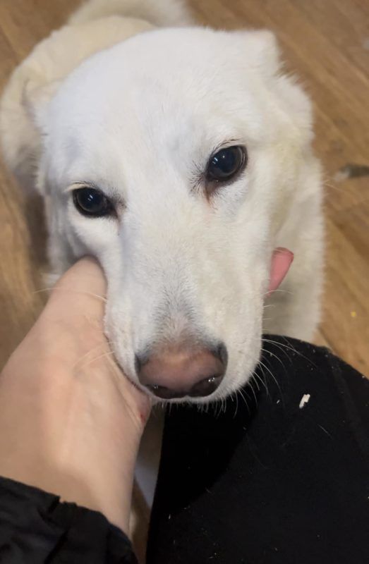 Чотирилапі друзі шукають новий дім у Коломиї 5