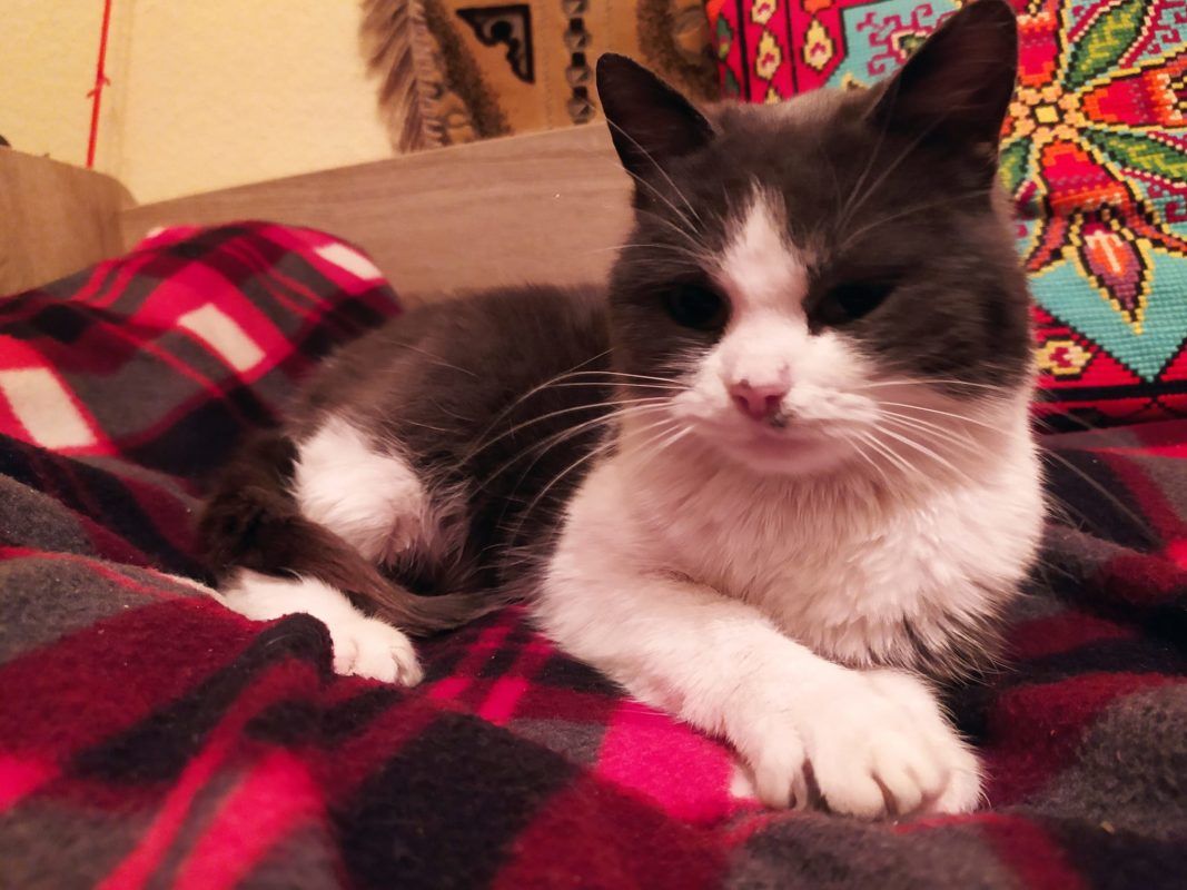 Чотирилапі шукають теплу домівку в Коломиї 6