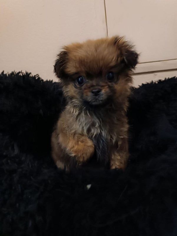 чотирилапий пухнастик