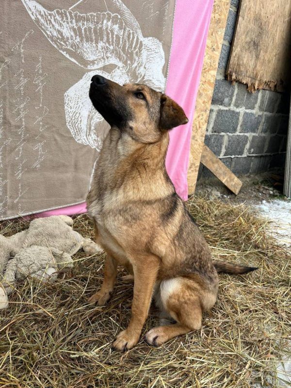 Чотирилапі шукають теплу домівку в Коломиї 4