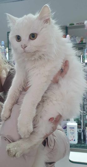 Чотирилапі шукають теплу домівку в Коломиї 1