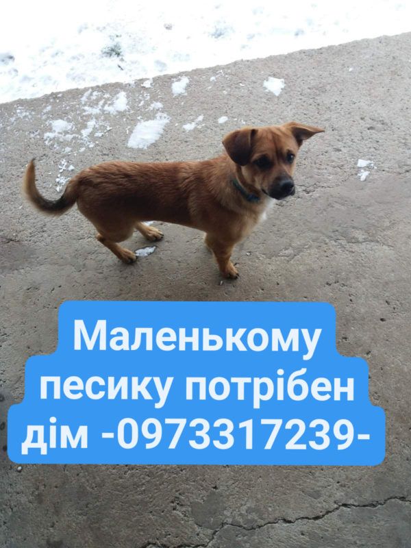 песик маленький