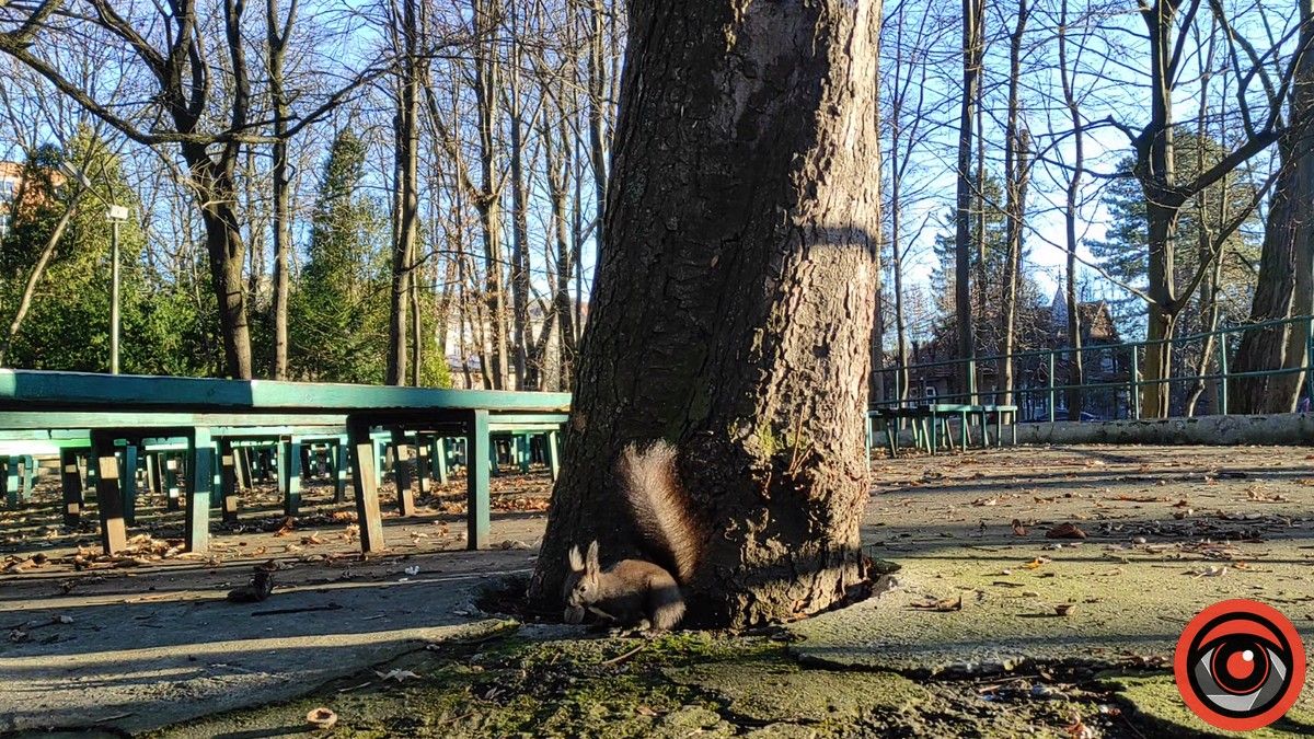 Передріздвяна весна у парку Коломиї: жваві білки позували і гралися у хованки | ВІДЕО