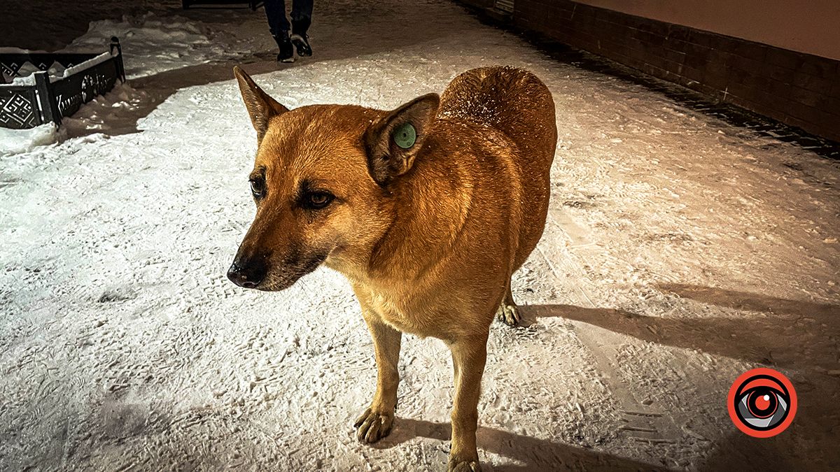 Чарівна й морозна: фоторепортаж вечірньої Коломиї взимку 17