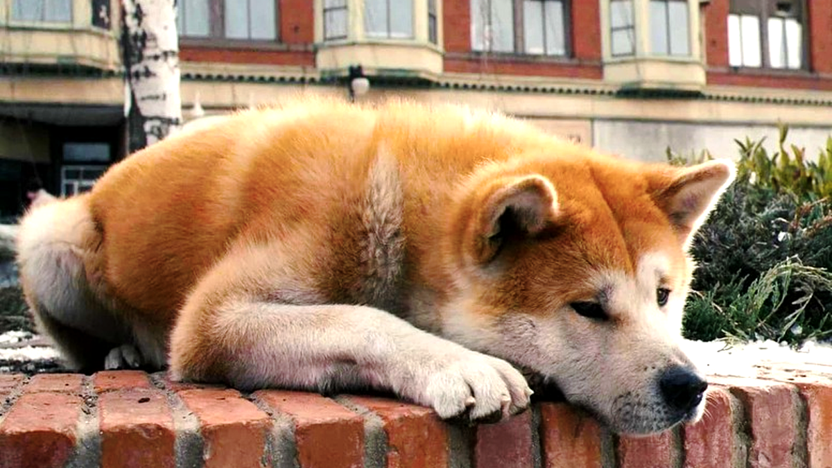 фільм про собаку Хатіко