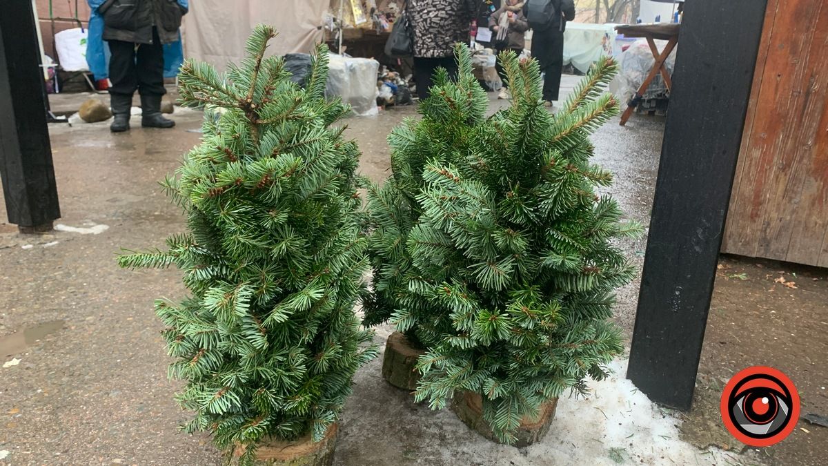 Які цьогоріч ціни на ялинки у Коломиї 1