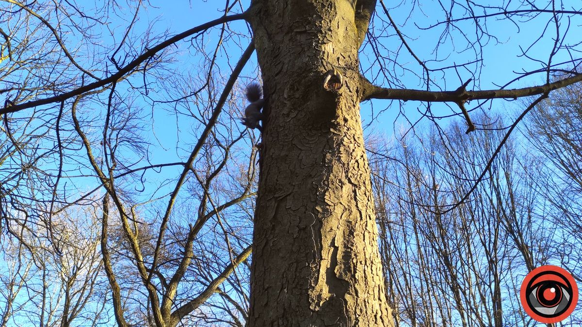 Передріздвяна весна у парку Коломиї: жваві білки позували і гралися у хованки | ВІДЕО 2