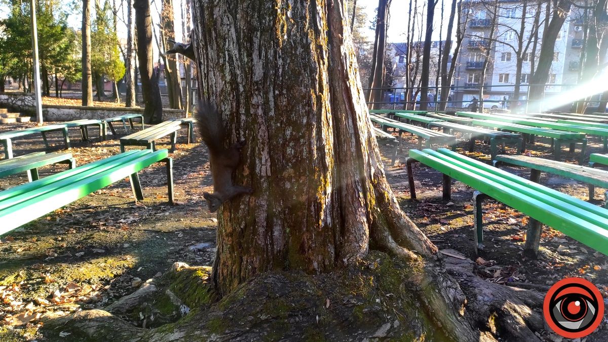 Передріздвяна весна у парку Коломиї: жваві білки позували і гралися у хованки | ВІДЕО 6