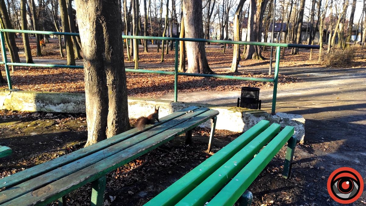 Передріздвяна весна у парку Коломиї: жваві білки позували і гралися у хованки | ВІДЕО 7