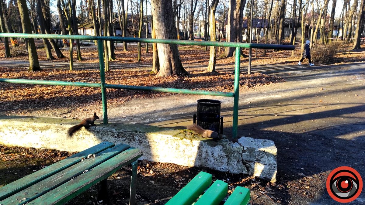 Передріздвяна весна у парку Коломиї: жваві білки позували і гралися у хованки | ВІДЕО 8