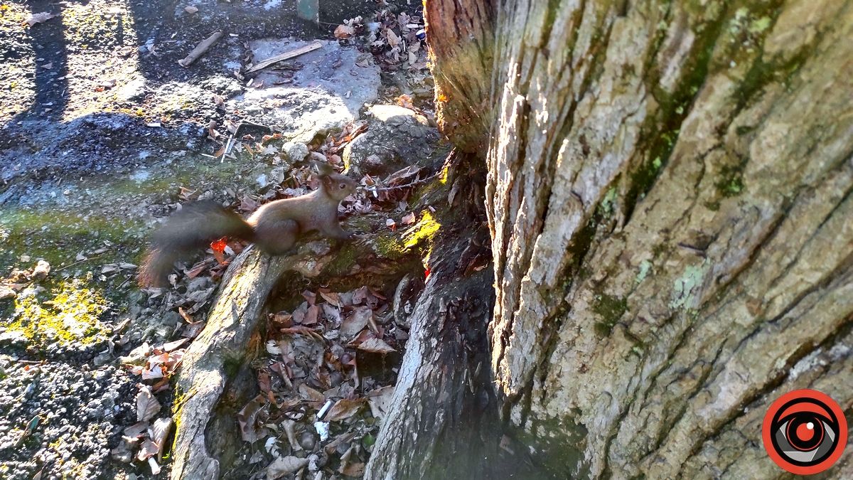 Передріздвяна весна у парку Коломиї: жваві білки позували і гралися у хованки | ВІДЕО 3