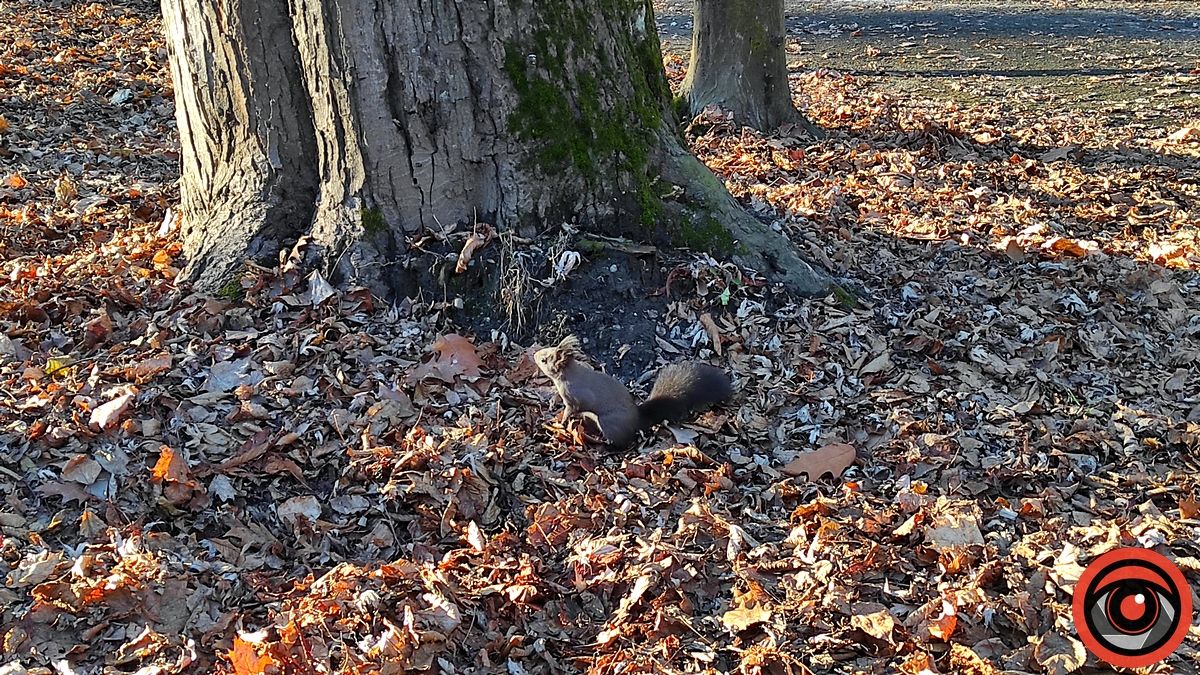 Передріздвяна весна у парку Коломиї: жваві білки позували і гралися у хованки | ВІДЕО 5