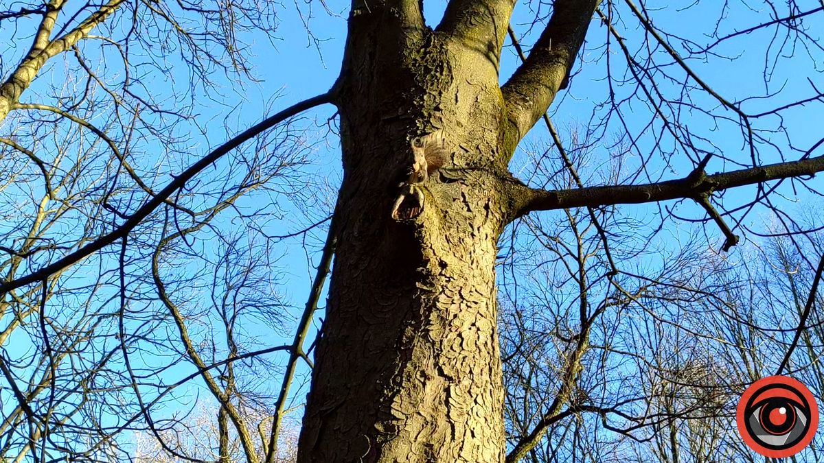 Передріздвяна весна у парку Коломиї: жваві білки позували і гралися у хованки | ВІДЕО 4