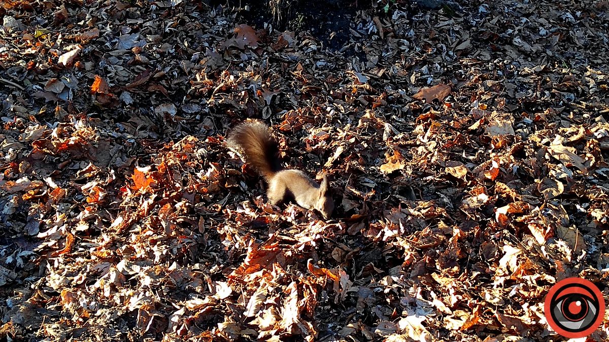 Передріздвяна весна у парку Коломиї: жваві білки позували і гралися у хованки | ВІДЕО 1