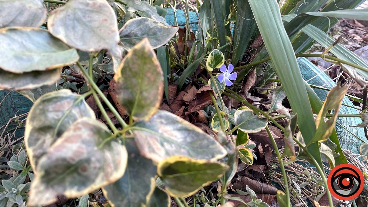 Замість різдвяника - барвінок: у Коломиї 26 грудня зацвіли деякі квіти 2