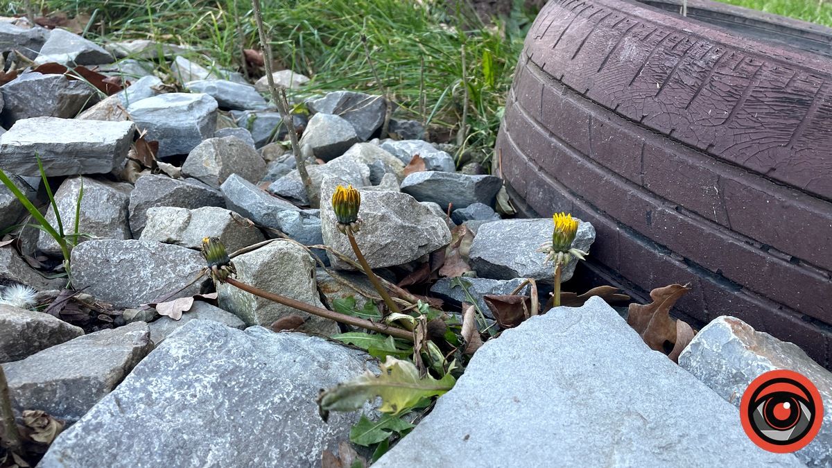 Замість різдвяника - барвінок: у Коломиї 26 грудня зацвіли деякі квіти 1