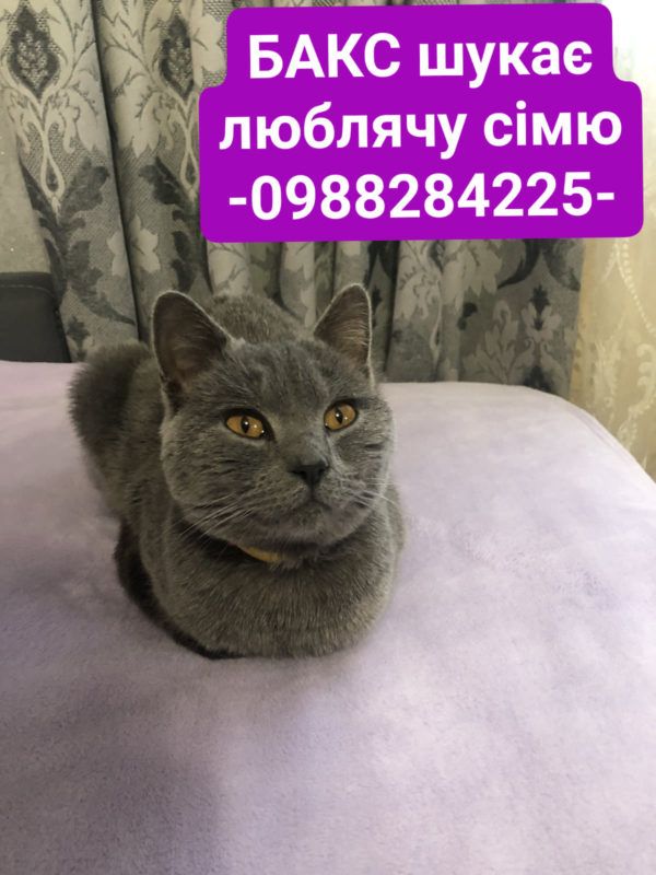 бакс шукає дім