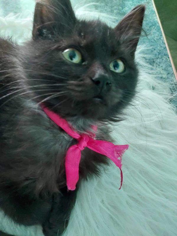 котик чорний