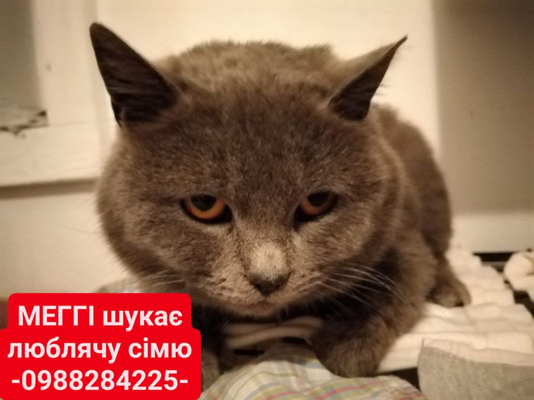 меггі котик