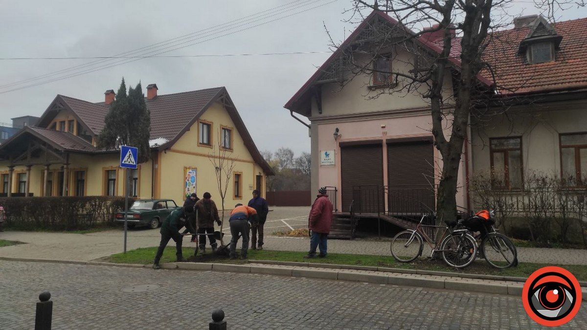 Ще кілька дерев висадили на бульварі в Коломиї