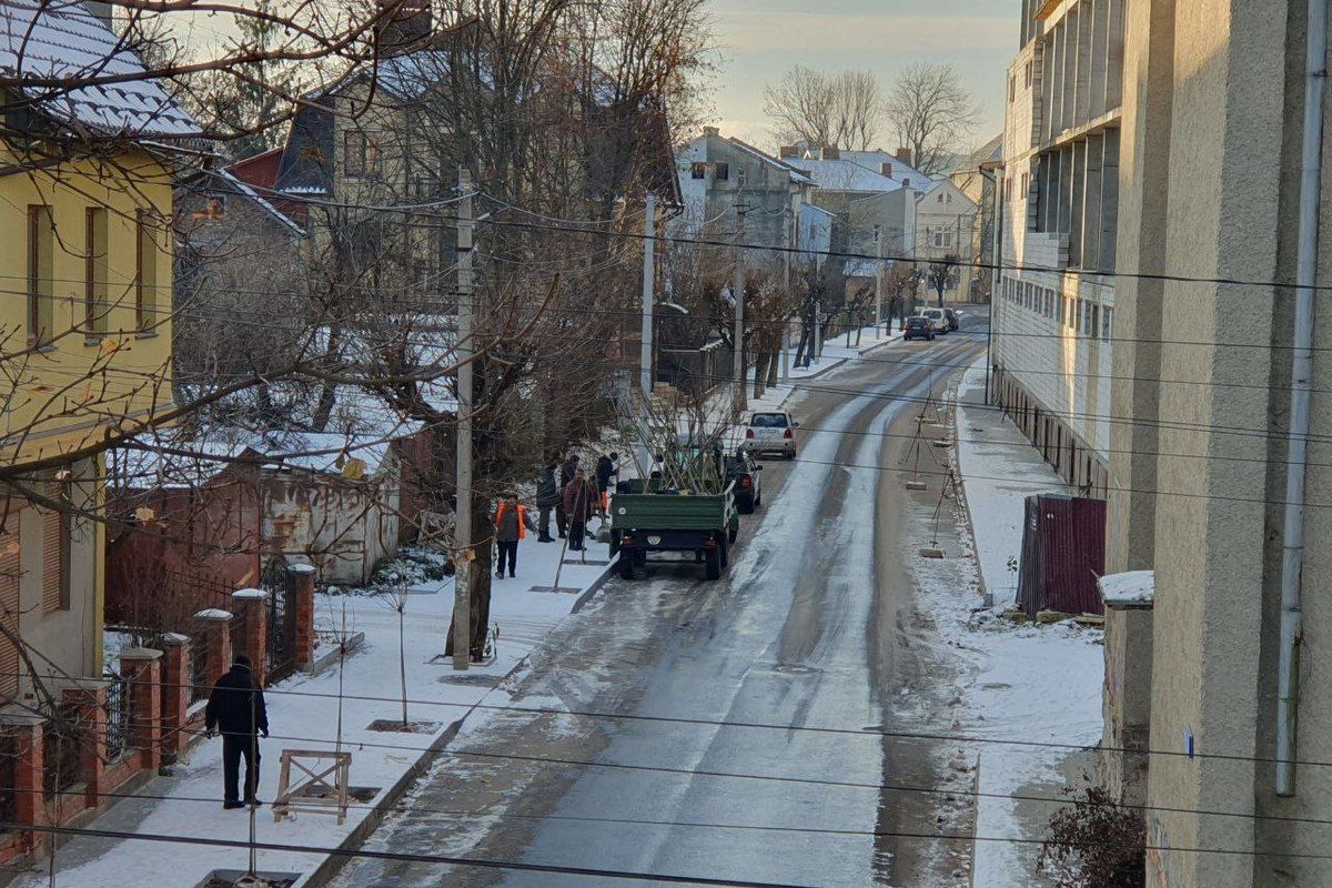 Клени по 1500 і навіть 3500: де і як комунальники садили саджанці в Коломиї 1