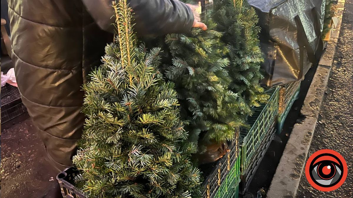 Яка вартість ялинок на ринку в Яремче