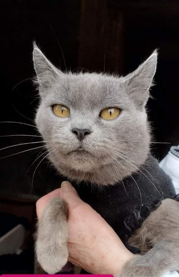 Чотирилапі шукають прихистку в Коломиї 2