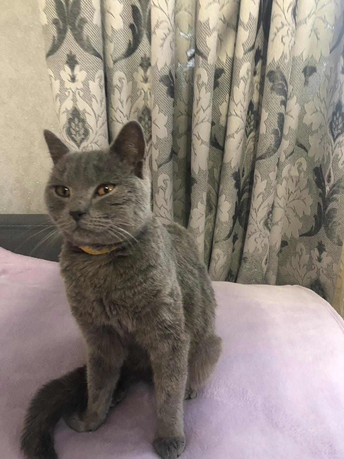 Чотирилапі шукають прихистку в Коломиї 3