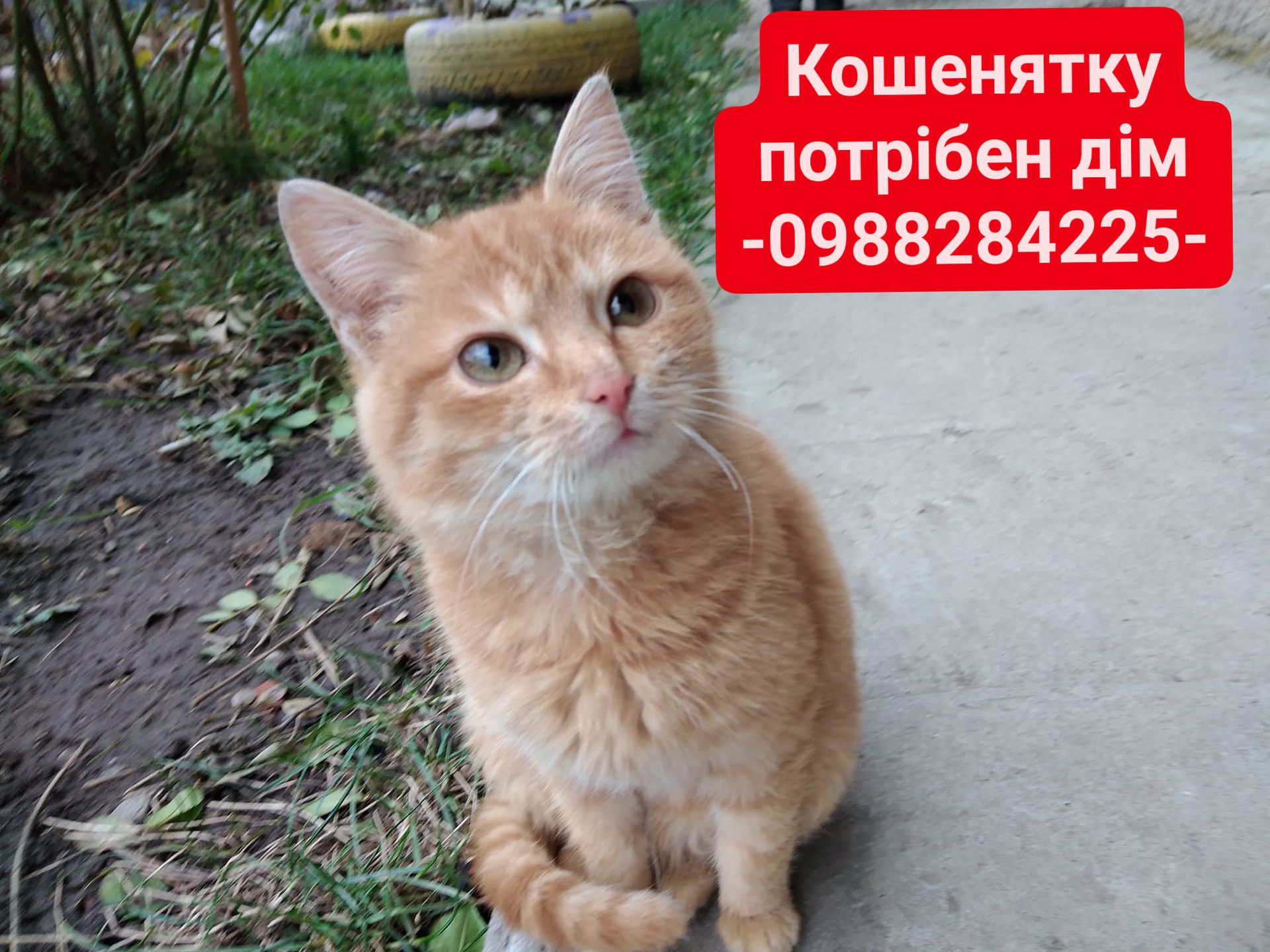 Чотирилапі шукають прихистку в Коломиї 1