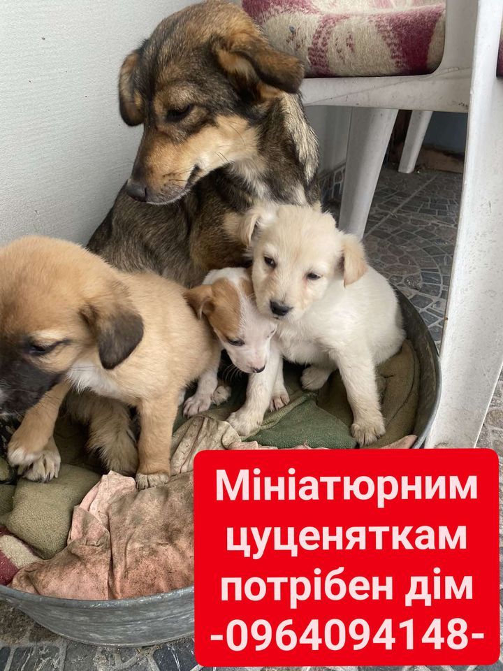 Чотирилапі шукають прихистку в Коломиї 4