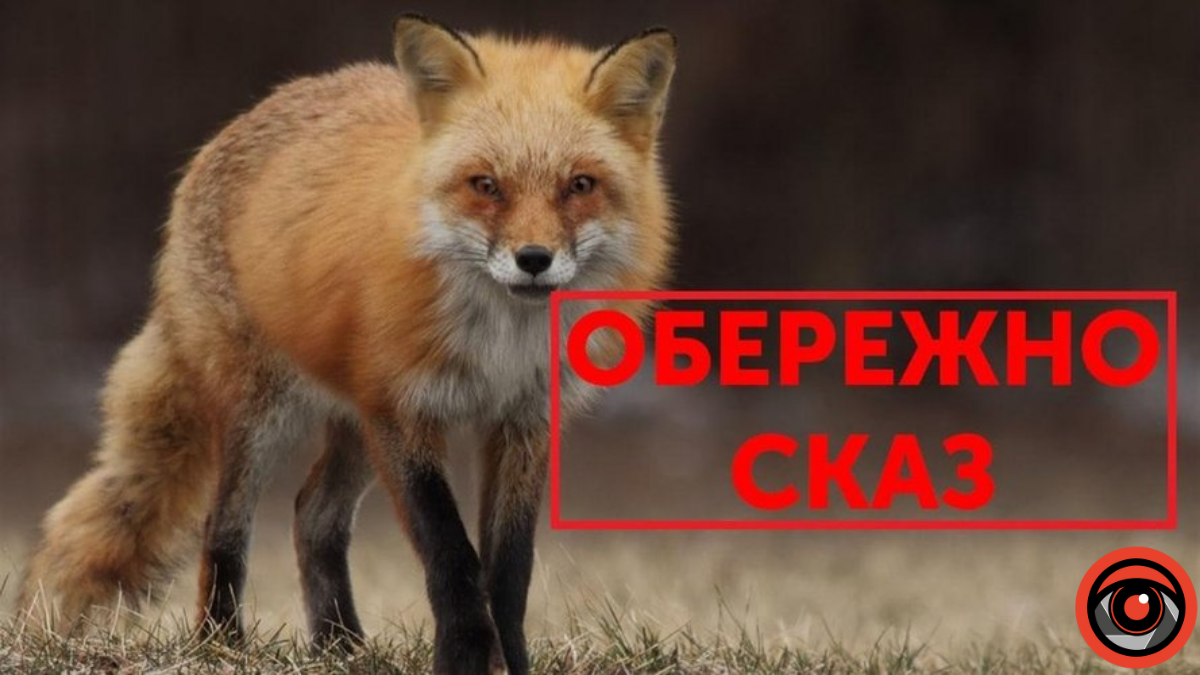 На Косівщині зафіксували спалах сказу