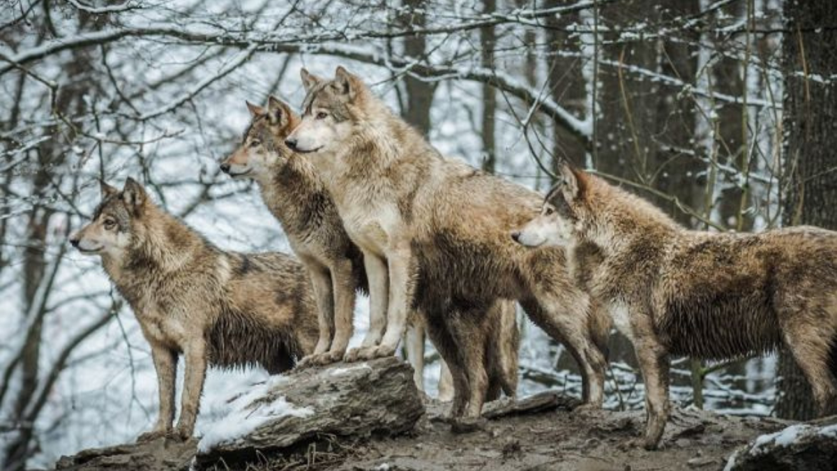 На Франківщині зафіксували зграю вовків