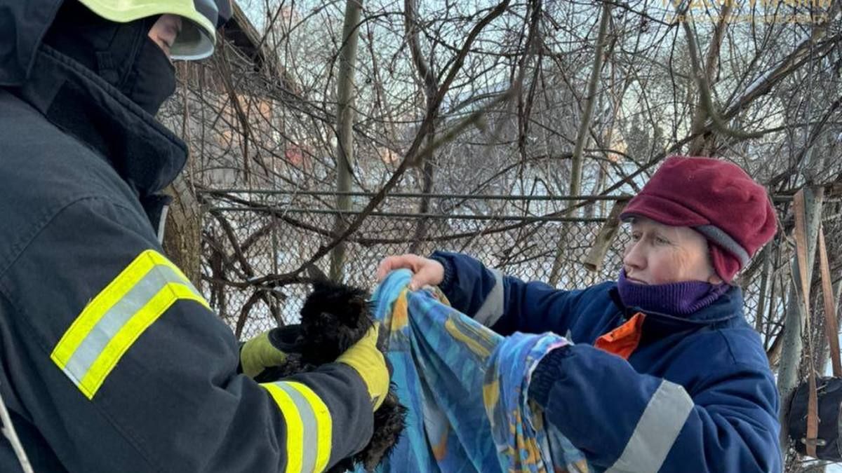 Кожне життя важливе: у Коломиї рятували кошеня