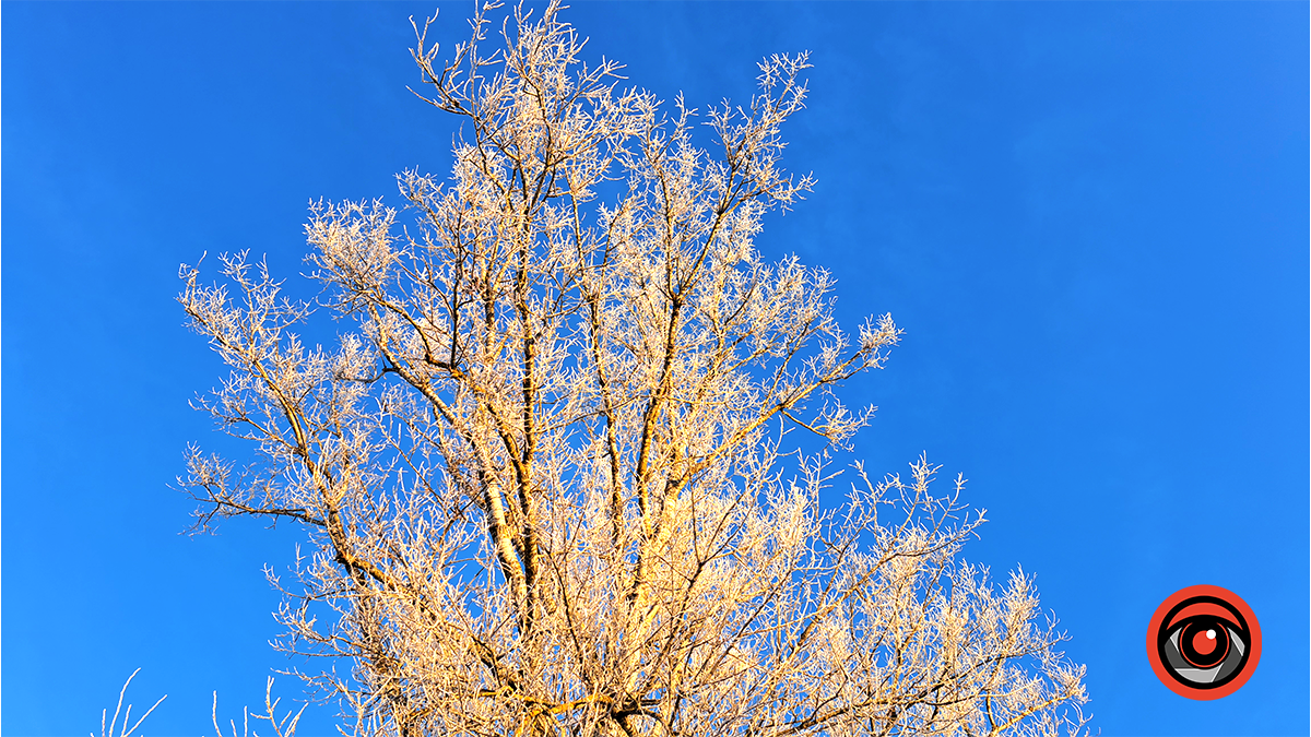 зимове дерево