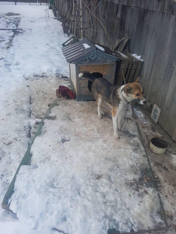 Чотирилапі у Коломиї шукають нових господарів 1