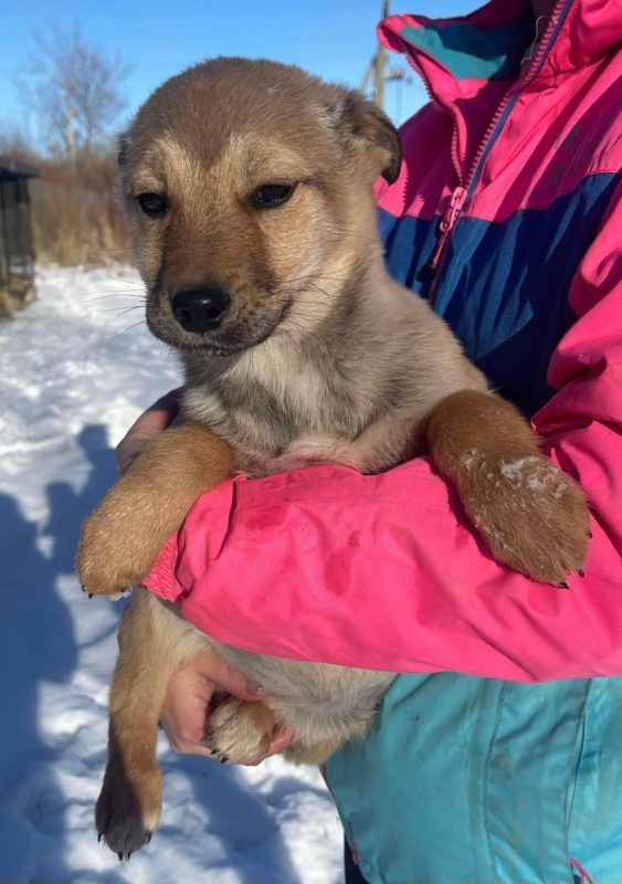 Чотирилапі у Коломиї шукають нових господарів 2