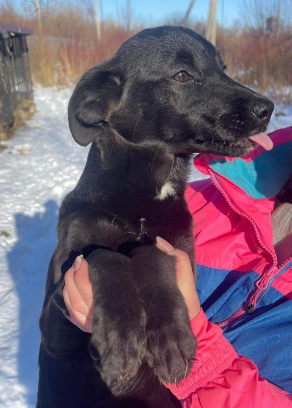 Чотирилапі у Коломиї шукають нових господарів 3