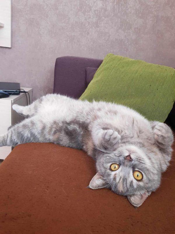 Чотирилапі у Коломиї шукають нових господарів 4