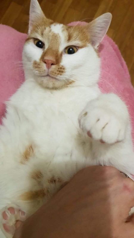 Чотирилапі у Коломиї шукають нових господарів 5