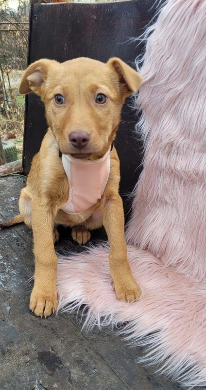 Чотирилапі у Коломиї шукають нових господарів 6