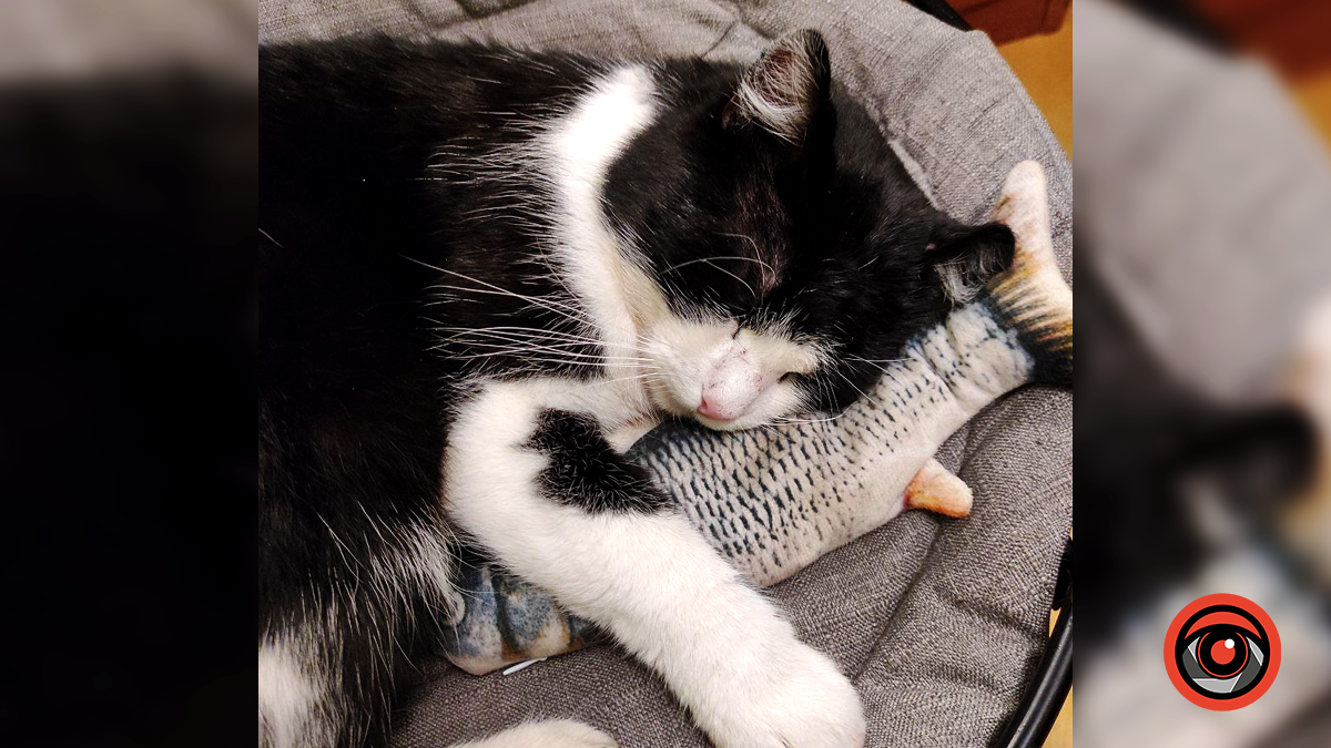 Чотирилапі у Коломиї шукають нових господарів