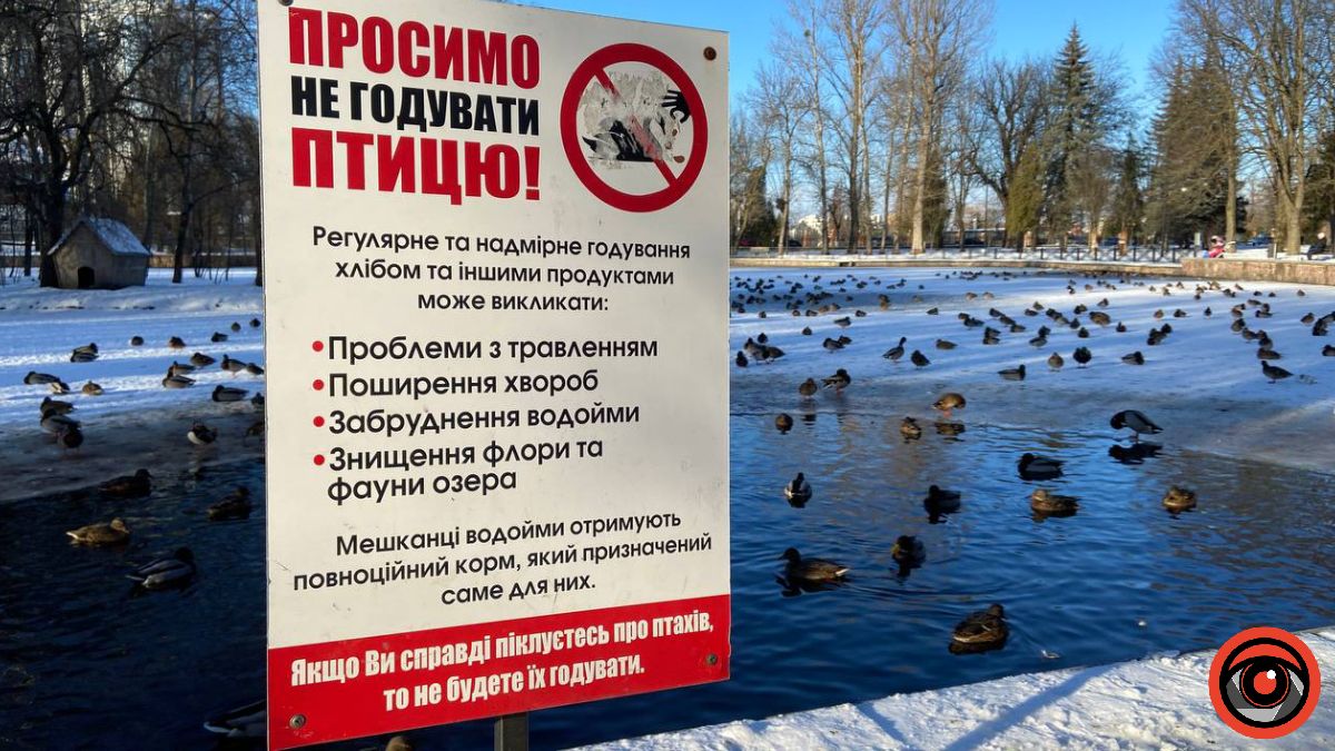 Хлібне вбивство: чим правильно пригощати лебедів та качок | Поради орнітологині 1