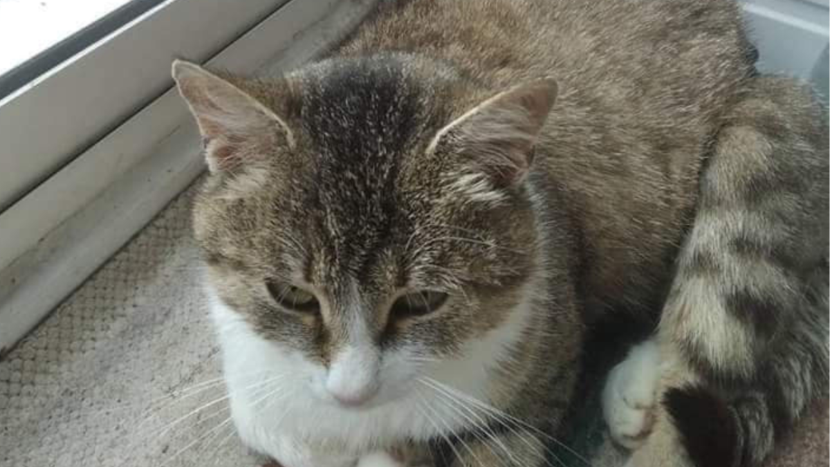 Чотирилапі шукають прихистку в Коломиї 6