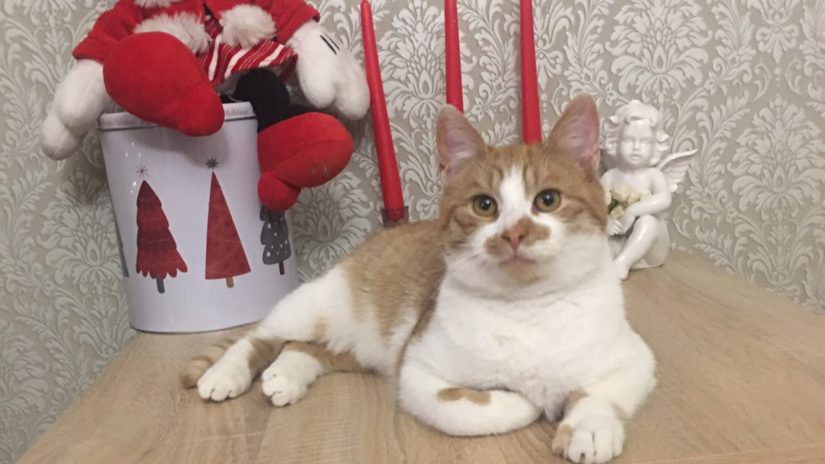 Чотирилапі шукають прихистку в Коломиї 5