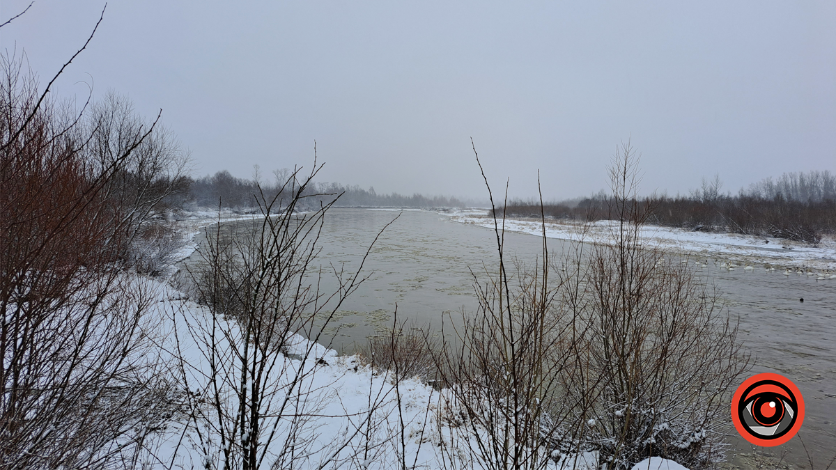 Який рівень води в Пруті біля мосту в Корничі